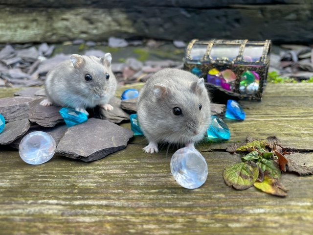 Preview of the first image of Beautiful baby Winter White Russian Hamsters ready now and s.