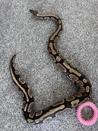 Image 1 of 2 year old 5 foot female ball python