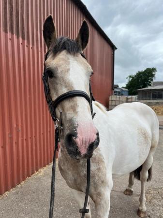 Image 2 of Lovely allrounder 14hh mare Spots