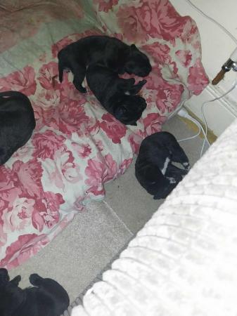 Image 2 of 7 week old Cane corso puppies