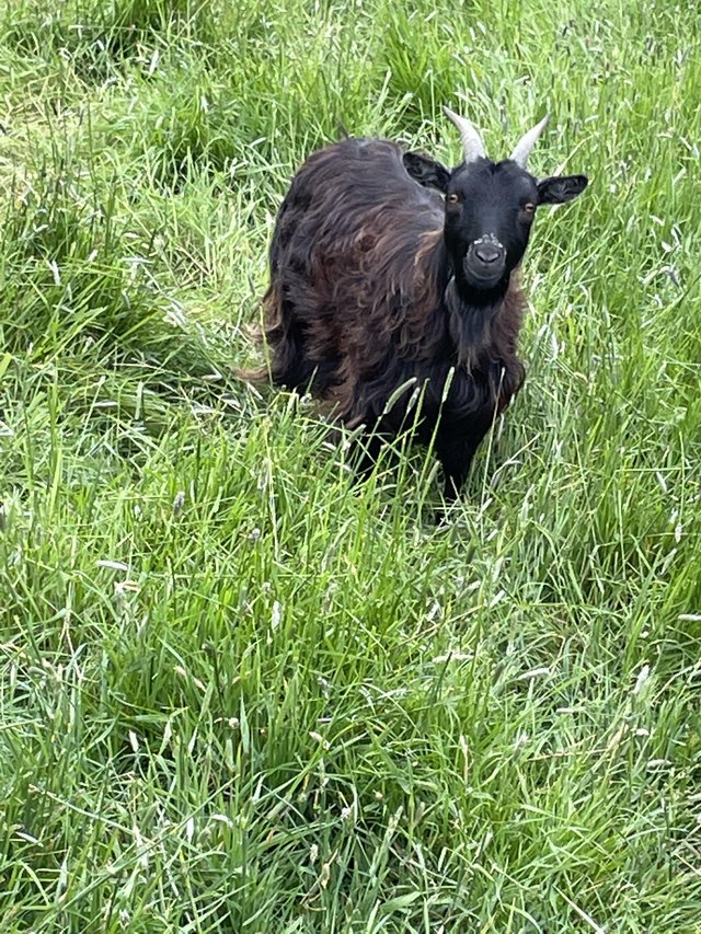 3 female pygmy goats for sale