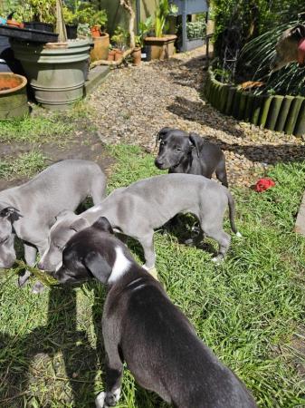 Image 7 of 8 week old KC pedigree whippet puppies