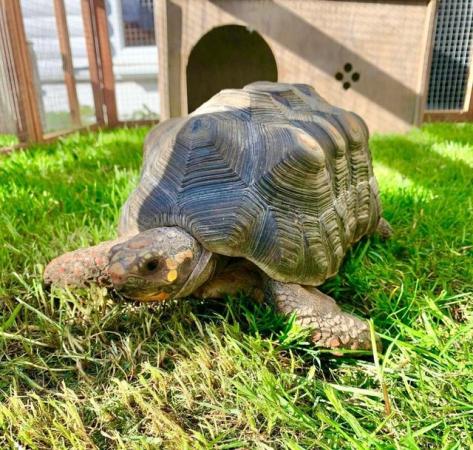 Image 2 of £200 reward for our beautifull Red Foot tortoise