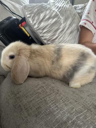 Image 1 of Mini lop bunny female, ready to go
