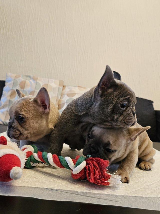Preview of the first image of Beautiful Quality KC French Bulldog Puppies.