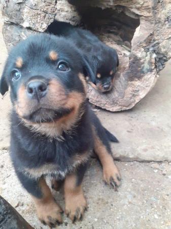 Image 8 of Rottweilerpuppies for sale mixed litter.