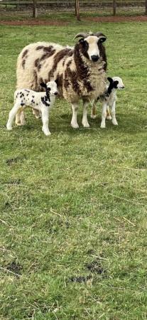 Image 2 of 4 lovely Jacob ewe lambs
