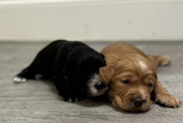 Image 2 of Beautiful Sprocker Puppies