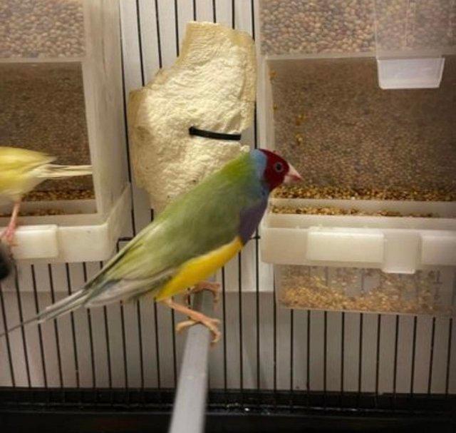 Preview of the first image of Sold Gouldian Finches Male 14 months old no more available.