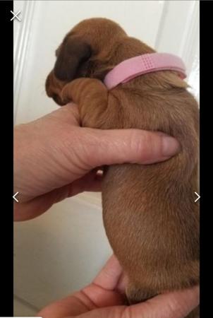 Image 23 of Smooth dachshund puppies