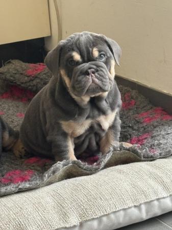 Image 21 of 2 fully suited Blue and Tan english bulldogs