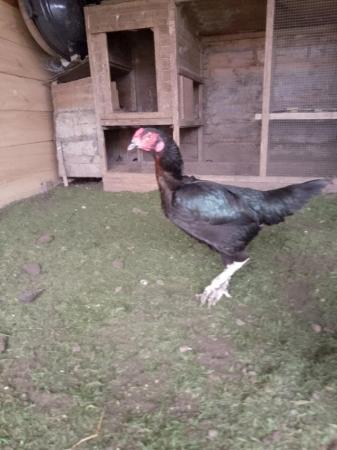 Image 4 of I have some female and male chickens for sale They are shamo
