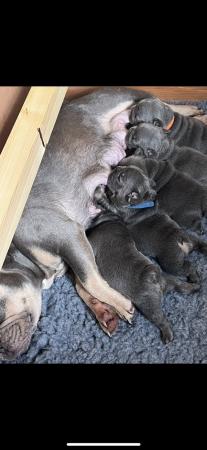 Image 11 of French Bulldogs**Ready to leave**
