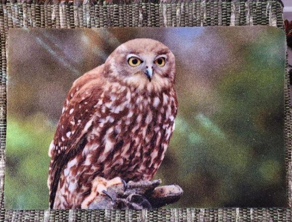 Image 1 of Bird of prey- Doormat/Wall decoration