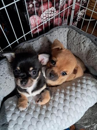 Image 4 of Two chihuahua pups 12 weeks old Manchester