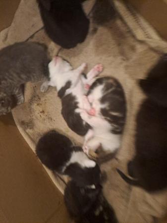 Image 3 of Beautiful bundle of kittens ready now!! Only 2 left