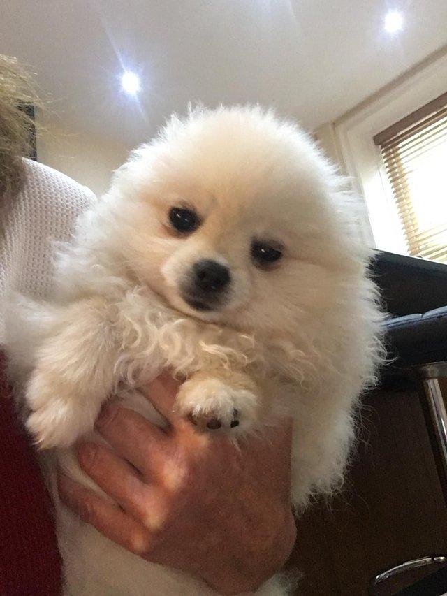 Preview of the first image of White /cream Kc reg Pomeranian boy for sale bear type tiny.