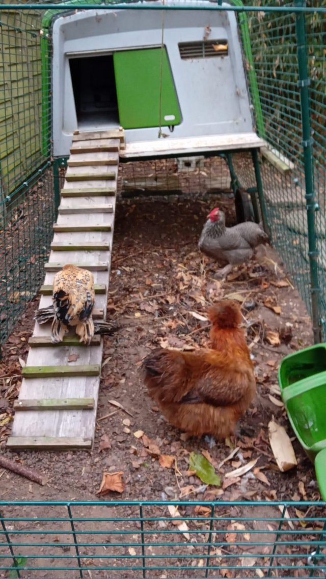 X3 bantum hens 1 x silkie 2 x sablepoot — photo 3 of 3