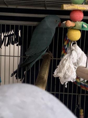 Image 5 of Indian ringneck parrots x2 pairs