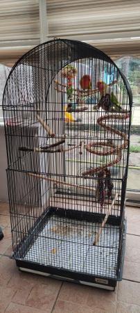 Image 4 of 2 lovebirds with cage, accessories and lots of food