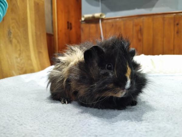 Image 1 of Rare male baby sheba guinea pig long haired
