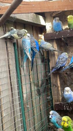Image 2 of Gorgeous baby/adult budgies for sale