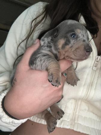 Image 6 of 4 week old miniature dachshunds