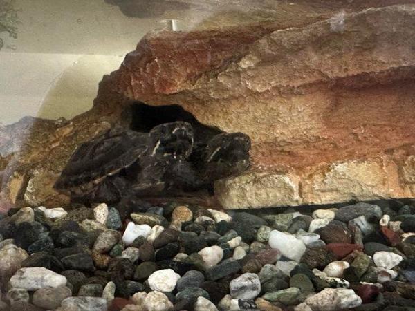 Image 6 of Two 1 year old musk turtles with complete set up.