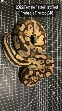 Image 5 of Ball Royal Python Snake Pied Het Clown Female Male