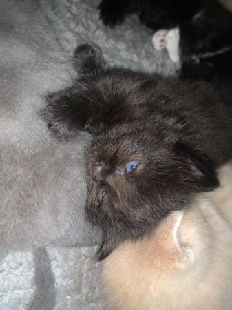Image 2 of mix breed kittens looking for forever home