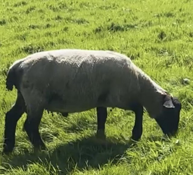 Preview of the first image of Suffolk Tup Proven Lad - Up to date with all dosing.