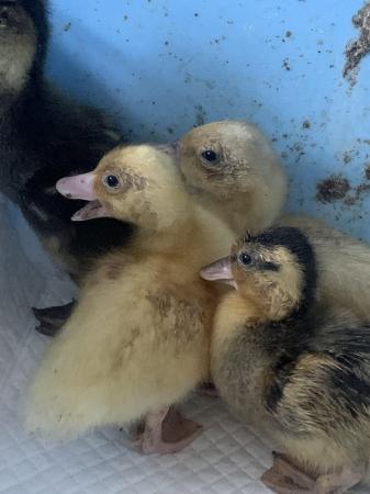 Image 2 of Week Old Call Ducklings for sale