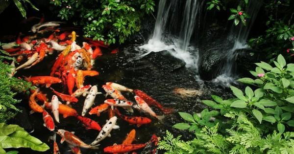 Preview of the first image of Koi Rescue / Rehoming / Pond Clearance - Kent / SE London /.