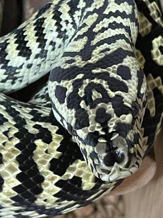 Image 3 of Pair of Jungle Carpet Pythons
