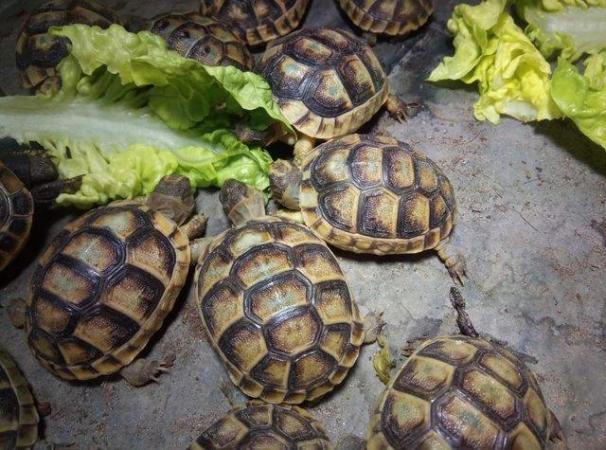 Image 2 of Spur thighed Tortoise hatchlings for sale