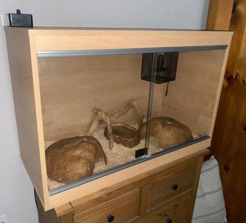 Image 3 of Adult Ball Python with Equipment Included