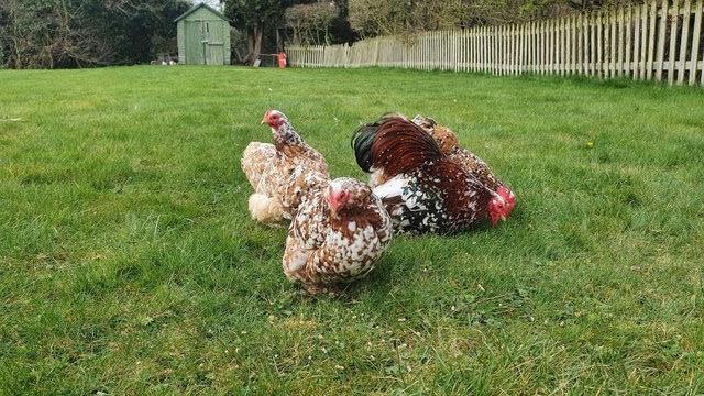 Image 3 of OUT OF STOCK Millefleur Pekin Bantam hatching eggs for sale