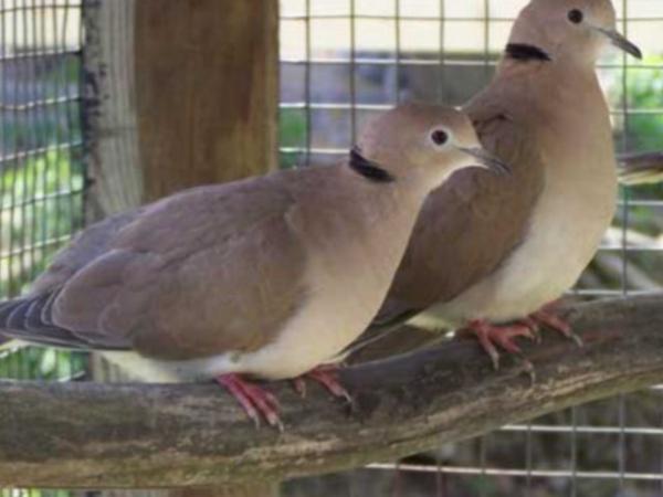 Image 5 of This years Barbary Doves