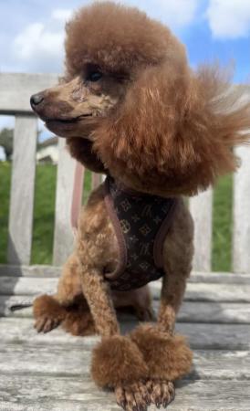 Image 1 of KC Deep Red Toy Poodle for stud