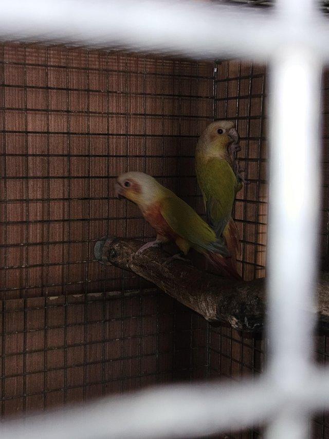 Preview of the first image of 3 x pairs suncheek conures.