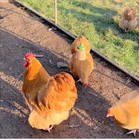 Image 3 of Beautiful Buff Orpington Chicks