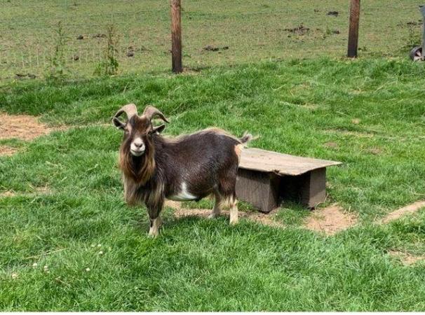 Image 1 of Billy Banjo stud Pygmy Billy Goat