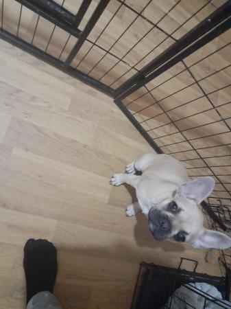 Image 3 of French bulldogs girl for sale