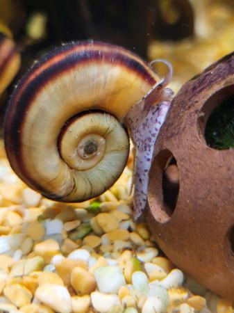 Image 2 of Baby Colombian Giant Ramshorn Snail ((Marisa cornuarietis)))