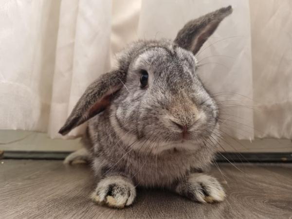 Image 2 of Cute French X Mini lop Boy for sale!