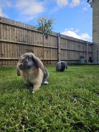 Image 2 of Two Mini Lops For Sale (Pair)