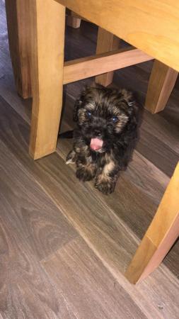 Image 15 of 2 beautiful male shih tzu left £500 ready now 9 week old