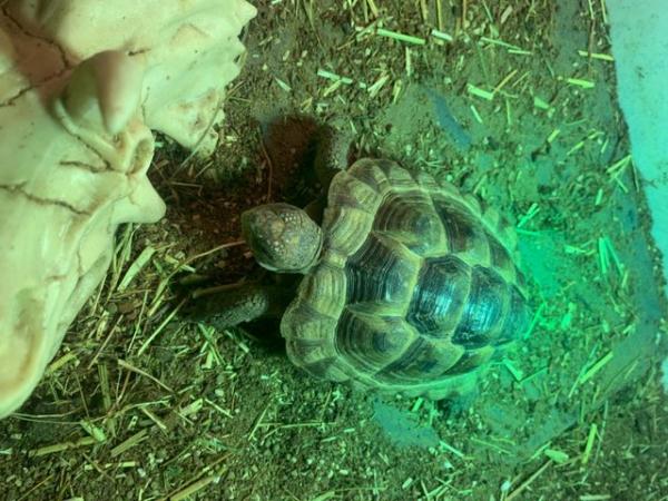 Image 3 of Spurthighed Tortoise, 3 year old
