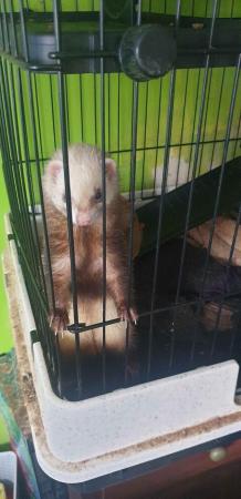 Image 3 of 2x 2.5 year old Female Ferrets