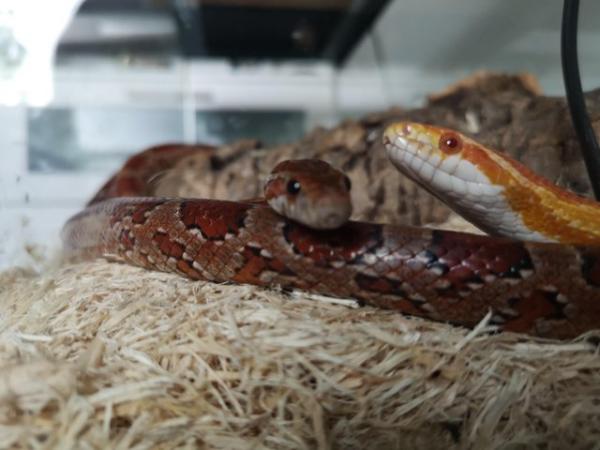 Image 1 of 2x corn snakes , breading pair